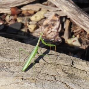 Pseudomantis albofimbriata at Macarthur, ACT - 21 Apr 2023 03:11 PM