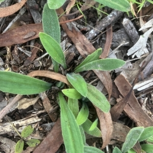 Plantago varia at Higgins, ACT - 22 Apr 2023