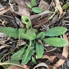 Plantago varia at Higgins, ACT - 22 Apr 2023