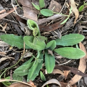 Plantago varia at Higgins, ACT - 22 Apr 2023