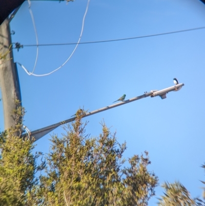 Psephotus haematonotus (Red-rumped Parrot) at North Albury, NSW - 17 Apr 2023 by Darcy