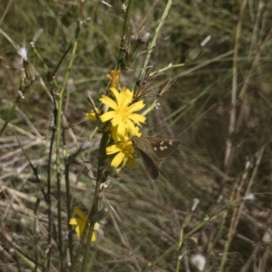 Trapezites luteus at Michelago, NSW - 7 Feb 2022