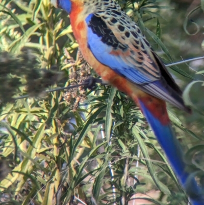 Platycercus elegans flaveolus (Yellow Rosella) at Mundarlo, NSW - 20 Apr 2023 by Darcy