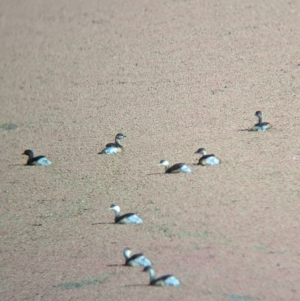 Tachybaptus novaehollandiae at Mundarlo, NSW - suppressed