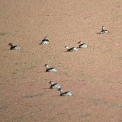 Tachybaptus novaehollandiae at Mundarlo, NSW - suppressed