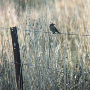 Petroica phoenicea at Book Book, NSW - 21 Apr 2023