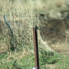 Petroica phoenicea at Book Book, NSW - 21 Apr 2023