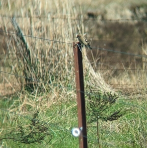 Petroica phoenicea at Book Book, NSW - 21 Apr 2023