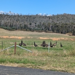 Dromaius novaehollandiae (Emu) at Nariel Valley, VIC - 22 Apr 2023 by Darcy