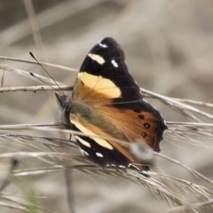 Vanessa itea at Michelago, NSW - 7 Feb 2022