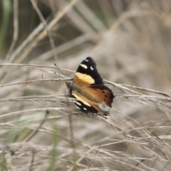 Vanessa itea at Michelago, NSW - 7 Feb 2022