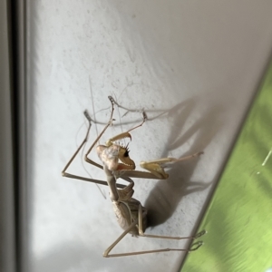 Pseudomantis albofimbriata at Acton, ACT - 21 Apr 2023 01:50 PM