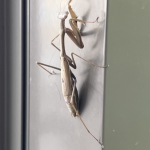 Pseudomantis albofimbriata at Acton, ACT - 21 Apr 2023