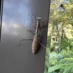 Pseudomantis albofimbriata at Acton, ACT - 21 Apr 2023