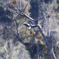 Gymnorhina tibicen (Australian Magpie) at Molonglo Valley, ACT - 22 Apr 2023 by JimL