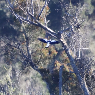 Gymnorhina tibicen (Australian Magpie) at Molonglo Valley, ACT - 22 Apr 2023 by JimL