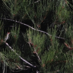 Casuarina cunninghamiana subsp. cunninghamiana (River She-Oak, River Oak) at Molonglo Valley, ACT - 21 Apr 2023 by JimL