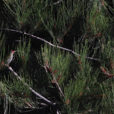 Casuarina cunninghamiana subsp. cunninghamiana (River She-Oak, River Oak) at Molonglo Valley, ACT - 22 Apr 2023 by JimL