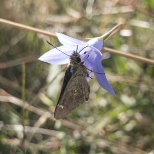 Trapezites luteus at Michelago, NSW - 13 Feb 2022 04:30 PM