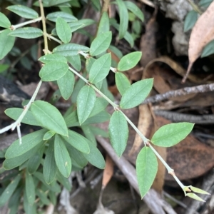 Bossiaea kiamensis at Budawang, NSW - 12 Mar 2023 10:05 AM