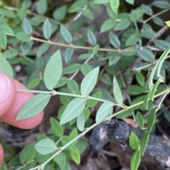 Bossiaea kiamensis at Budawang, NSW - 12 Mar 2023 10:05 AM