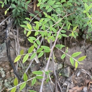 Bossiaea kiamensis at Budawang, NSW - 12 Mar 2023 10:05 AM