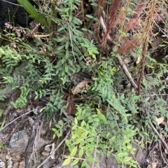 Bossiaea kiamensis at Budawang, NSW - 12 Mar 2023 10:05 AM