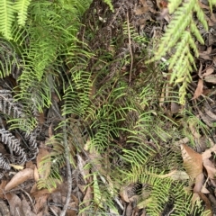Gleichenia microphylla (Scrambling Coral Fern) at Budawang, NSW - 12 Mar 2023 by NedJohnston