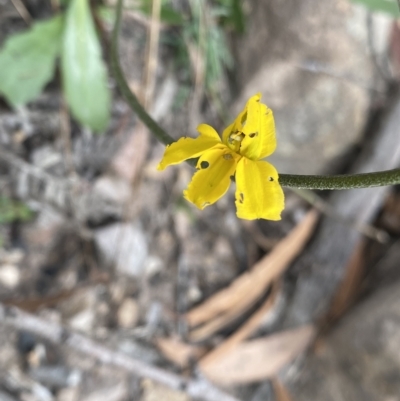 Goodenia bellidifolia subsp. bellidifolia (Daisy Goodenia) at Budawang, NSW - 12 Mar 2023 by NedJohnston