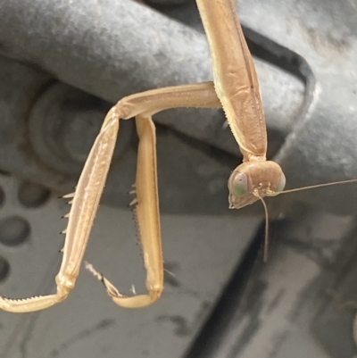 Tenodera australasiae at Dickson, ACT - 3 Mar 2023 by Ned_Johnston