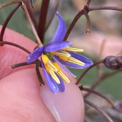 Dianella longifolia (Pale Flax Lily) at Budawang, NSW - 12 Mar 2023 by NedJohnston