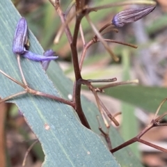 Dianella longifolia at Budawang, NSW - 12 Mar 2023