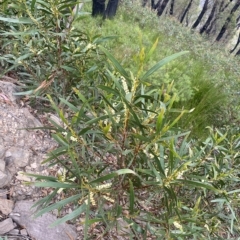 Acacia obtusifolia at Budawang, NSW - 12 Mar 2023