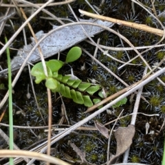 Lindsaea linearis (Screw Fern) at Budawang, NSW - 11 Mar 2023 by Ned_Johnston