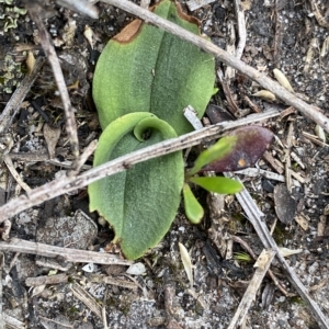 Chiloglottis sp. at Budawang, NSW - 12 Mar 2023