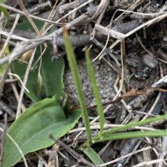 Chiloglottis sp. at Budawang, NSW - 12 Mar 2023