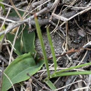 Chiloglottis sp. at Budawang, NSW - 12 Mar 2023