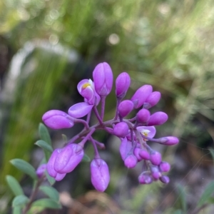 Comesperma ericinum at Budawang, NSW - 12 Mar 2023