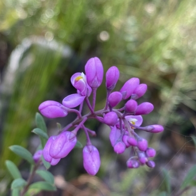 Comesperma ericinum (Heath Milkwort) at Budawang, NSW - 12 Mar 2023 by NedJohnston