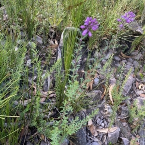 Comesperma ericinum at Budawang, NSW - 12 Mar 2023