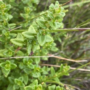 Gonocarpus teucrioides at Budawang, NSW - 12 Mar 2023