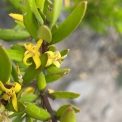 Persoonia mollis at Budawang, NSW - 11 Mar 2023 by NedJohnston