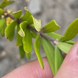 Persoonia mollis subsp. budawangensis at Budawang, NSW - 12 Mar 2023