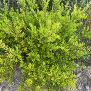 Persoonia mollis subsp. budawangensis at Budawang, NSW - 12 Mar 2023