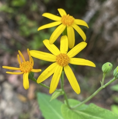 Lordhowea velleioides (Forest Groundsel) at Budawang, NSW - 12 Mar 2023 by NedJohnston