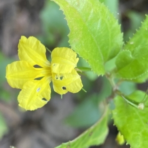 Goodenia ovata at Budawang, NSW - 12 Mar 2023