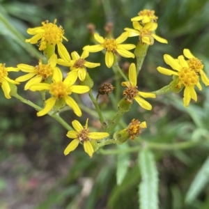 Senecio linearifolius at Budawang, NSW - 12 Mar 2023