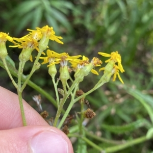 Senecio linearifolius at Budawang, NSW - 12 Mar 2023