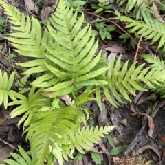 Blechnum cartilagineum (Gristle Fern) at Budawang, NSW - 11 Mar 2023 by Ned_Johnston