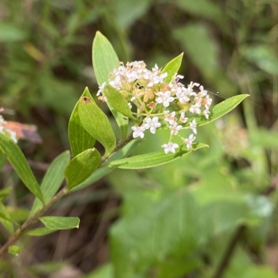 Platysace lanceolata (Shrubby Platysace) at Budawang, NSW - 11 Mar 2023 by Ned_Johnston